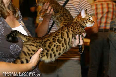 NEOCAT_Nijmegen_Thomas_L_11_