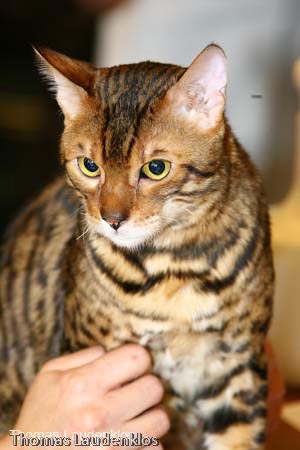 NEOCAT_Nijmegen_Thomas_L_19_